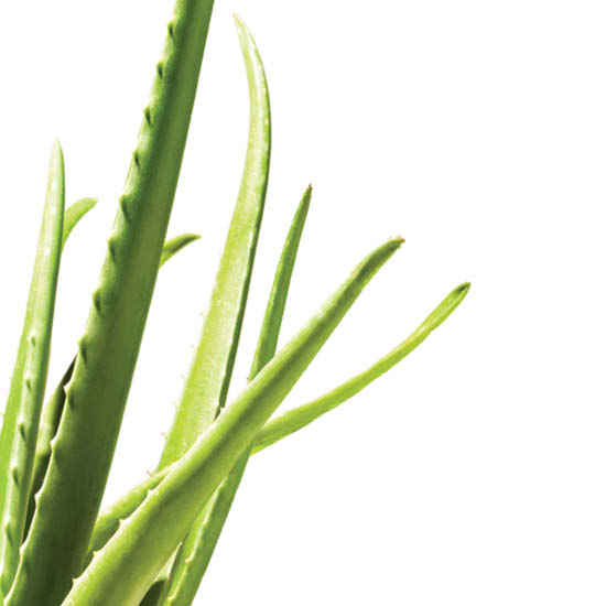 Germinator Aloe Leaf (alternate view 1)