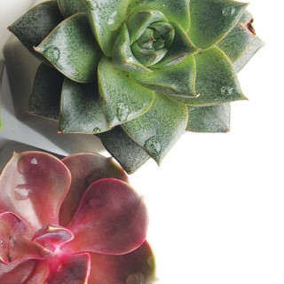 Lotion for Pedicure & Manicure: Cactus Blossom | SMART SPA