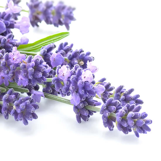 Lavender Verbena Ingredient Image - Smart Spa
